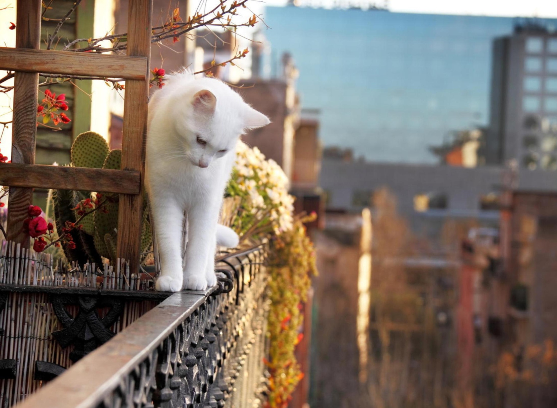 Обои Cat On Balcony 1920x1408