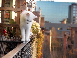 Das Cat On Balcony Wallpaper 320x240
