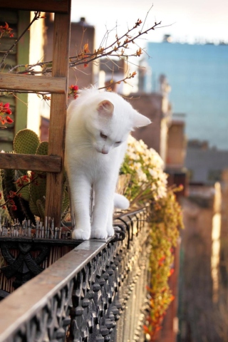 Screenshot №1 pro téma Cat On Balcony 320x480