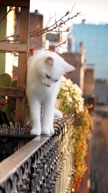 Обои Cat On Balcony 360x640
