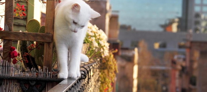 Das Cat On Balcony Wallpaper 720x320