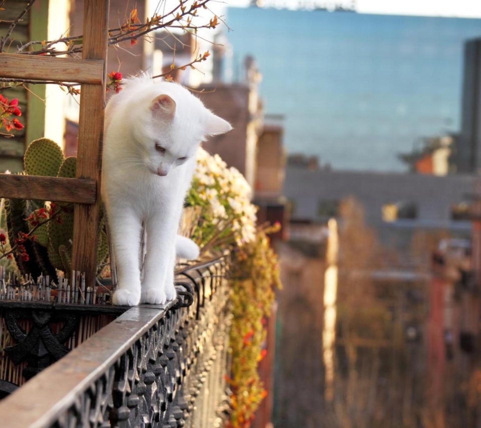 Das Cat On Balcony Wallpaper 960x854