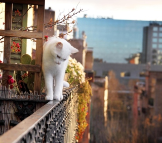 Cat On Balcony papel de parede para celular para 2048x2048