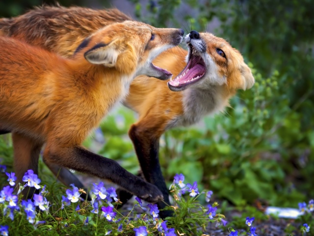 Fox Family wallpaper 640x480