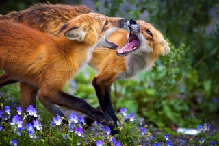 Free Fox Family Picture for Android, iPhone and iPad