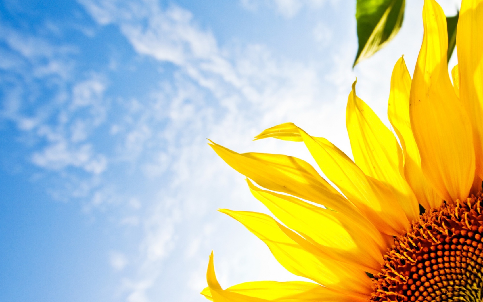 Fondo de pantalla Sunflower And Sky 1680x1050