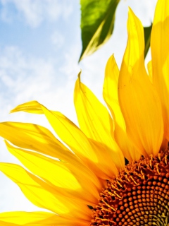 Screenshot №1 pro téma Sunflower And Sky 240x320