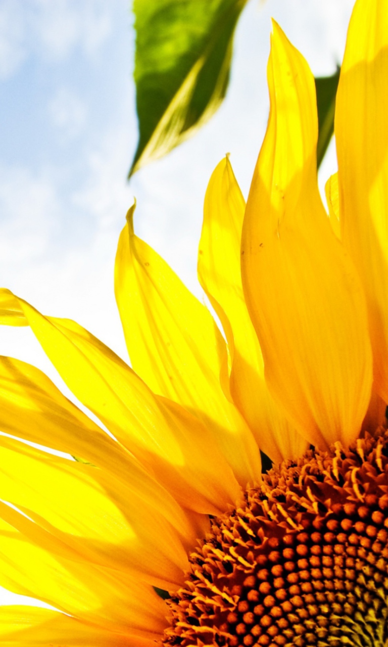 Fondo de pantalla Sunflower And Sky 768x1280