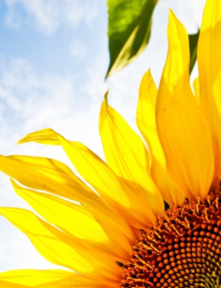 Sunflower And Sky - Obrázkek zdarma pro 128x160