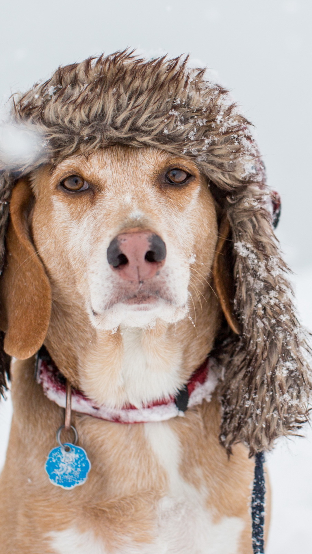 Sfondi Dog In Winter Hat 1080x1920