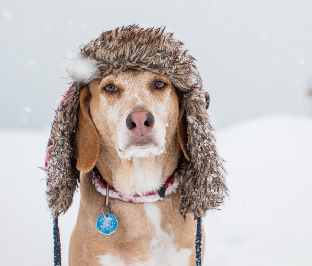 Обои Dog In Winter Hat 1200x1024