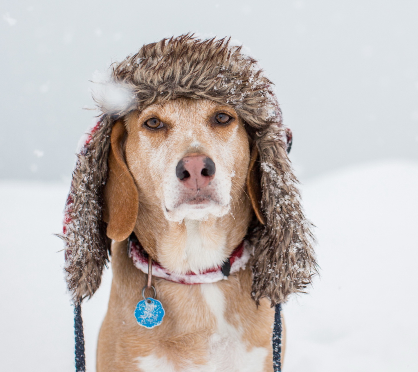 Das Dog In Winter Hat Wallpaper 1440x1280