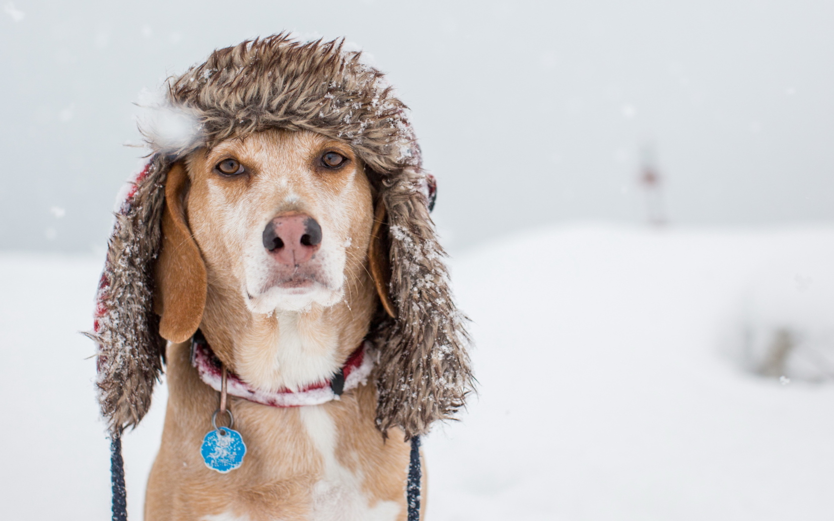 Screenshot №1 pro téma Dog In Winter Hat 1680x1050