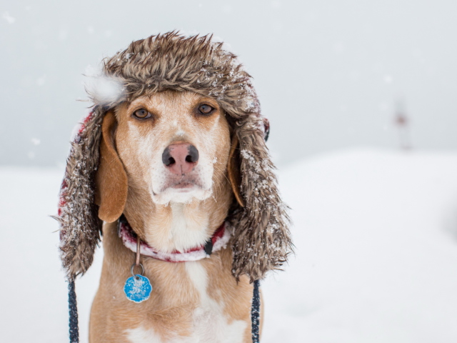 Screenshot №1 pro téma Dog In Winter Hat 640x480