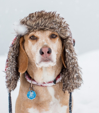 Kostenloses Dog In Winter Hat Wallpaper für Nokia C2-05