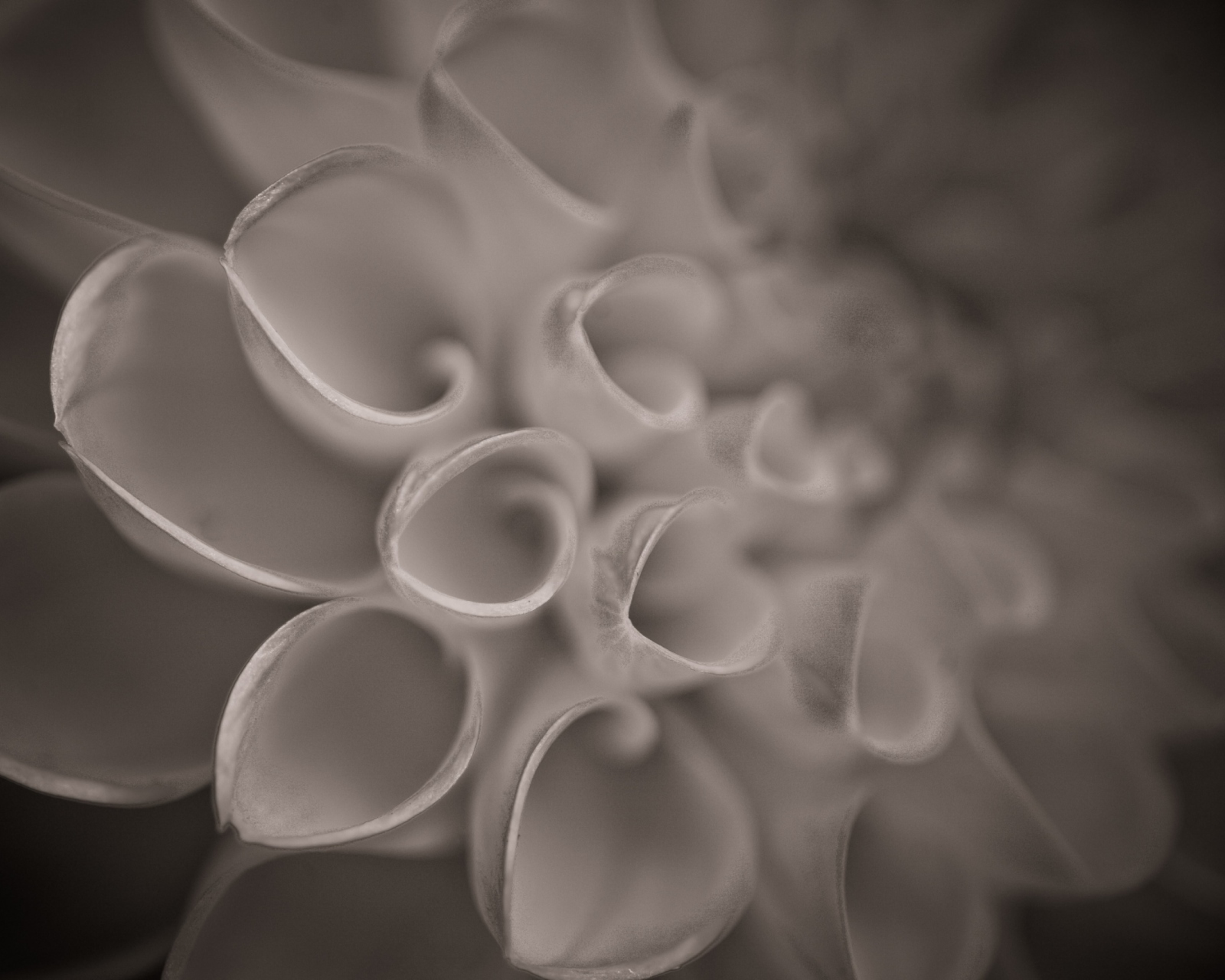 Screenshot №1 pro téma Flower Close Up 1600x1280