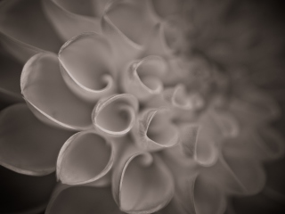 Das Flower Close Up Wallpaper 320x240