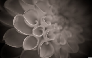Flower Close Up - Obrázkek zdarma pro HTC EVO 4G