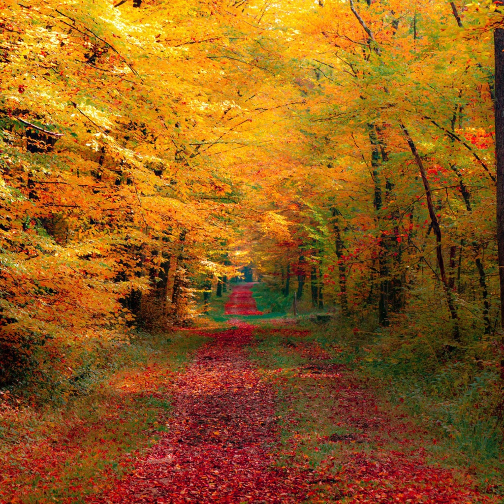 Fondo de pantalla Autumn Forest 1024x1024