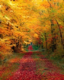 Sfondi Autumn Forest 128x160