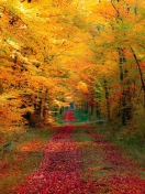 Screenshot №1 pro téma Autumn Forest 132x176