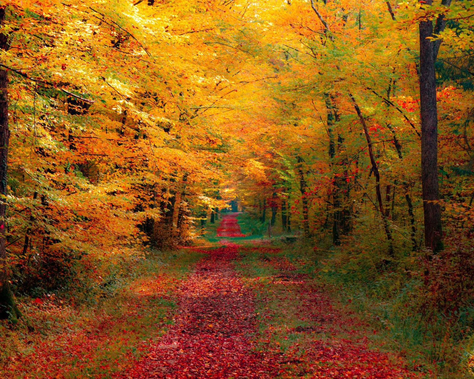 Screenshot №1 pro téma Autumn Forest 1600x1280