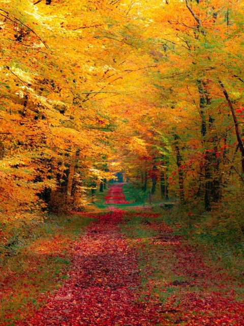 Fondo de pantalla Autumn Forest 480x640