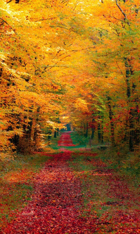 Screenshot №1 pro téma Autumn Forest 480x800