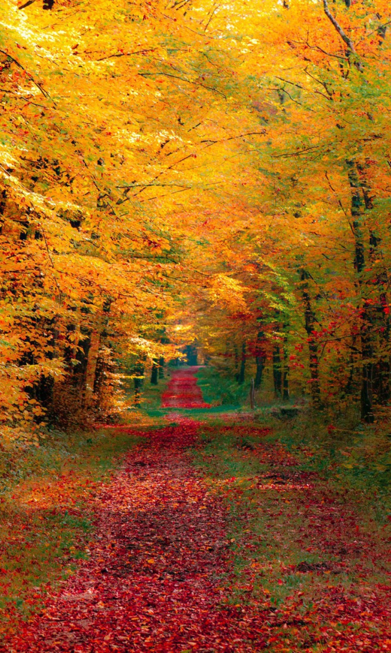 Autumn Forest wallpaper 768x1280