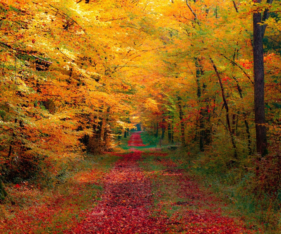 Screenshot №1 pro téma Autumn Forest 960x800