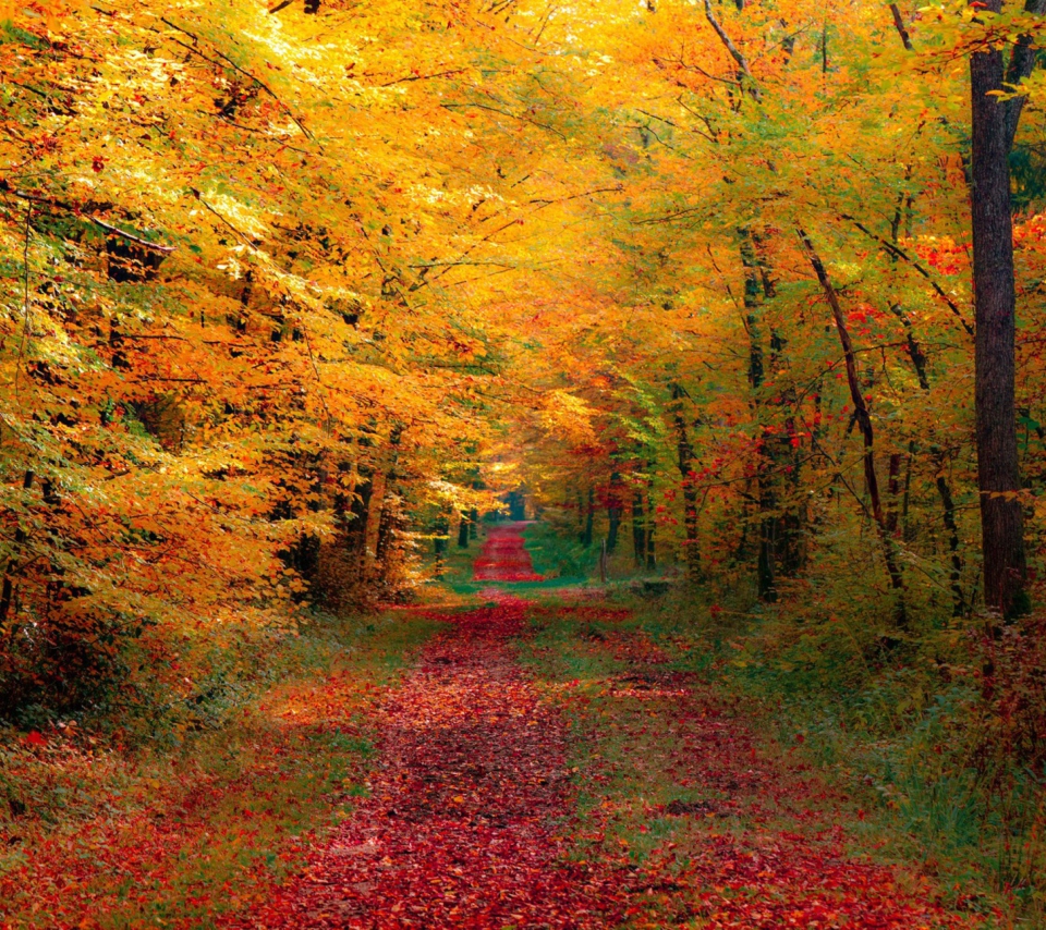 Das Autumn Forest Wallpaper 960x854
