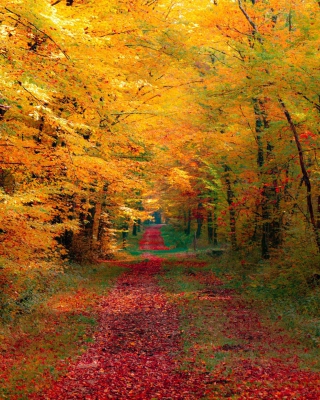 Autumn Forest - Obrázkek zdarma pro 132x176