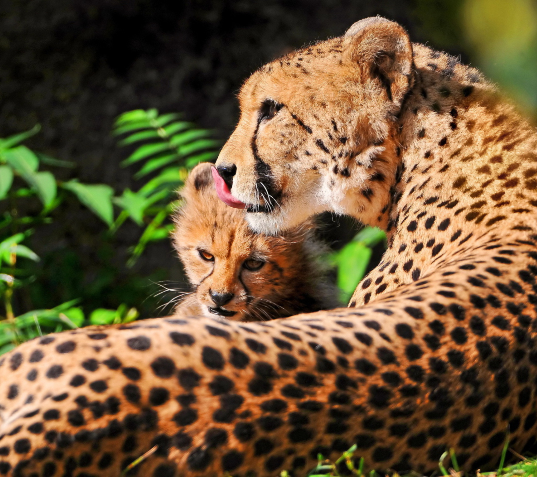 Sfondi Cheetah 1080x960