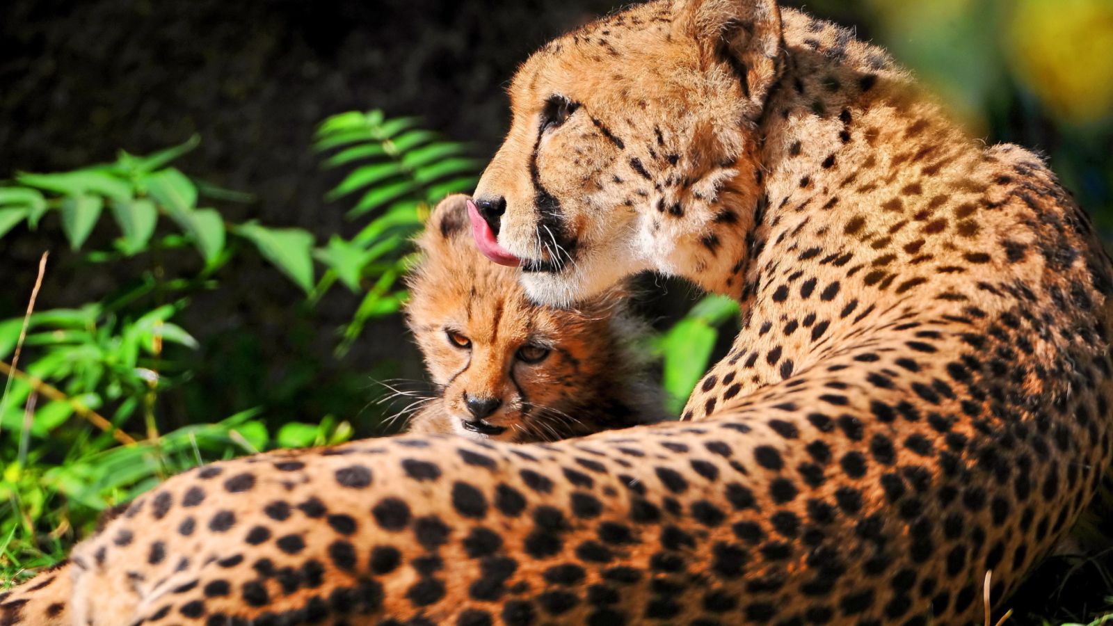 Обои Cheetah 1600x900