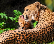 Fondo de pantalla Cheetah 176x144