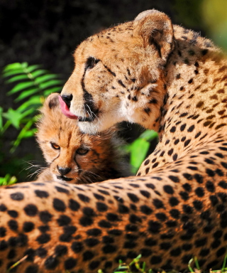 Cheetah sfondi gratuiti per 132x176