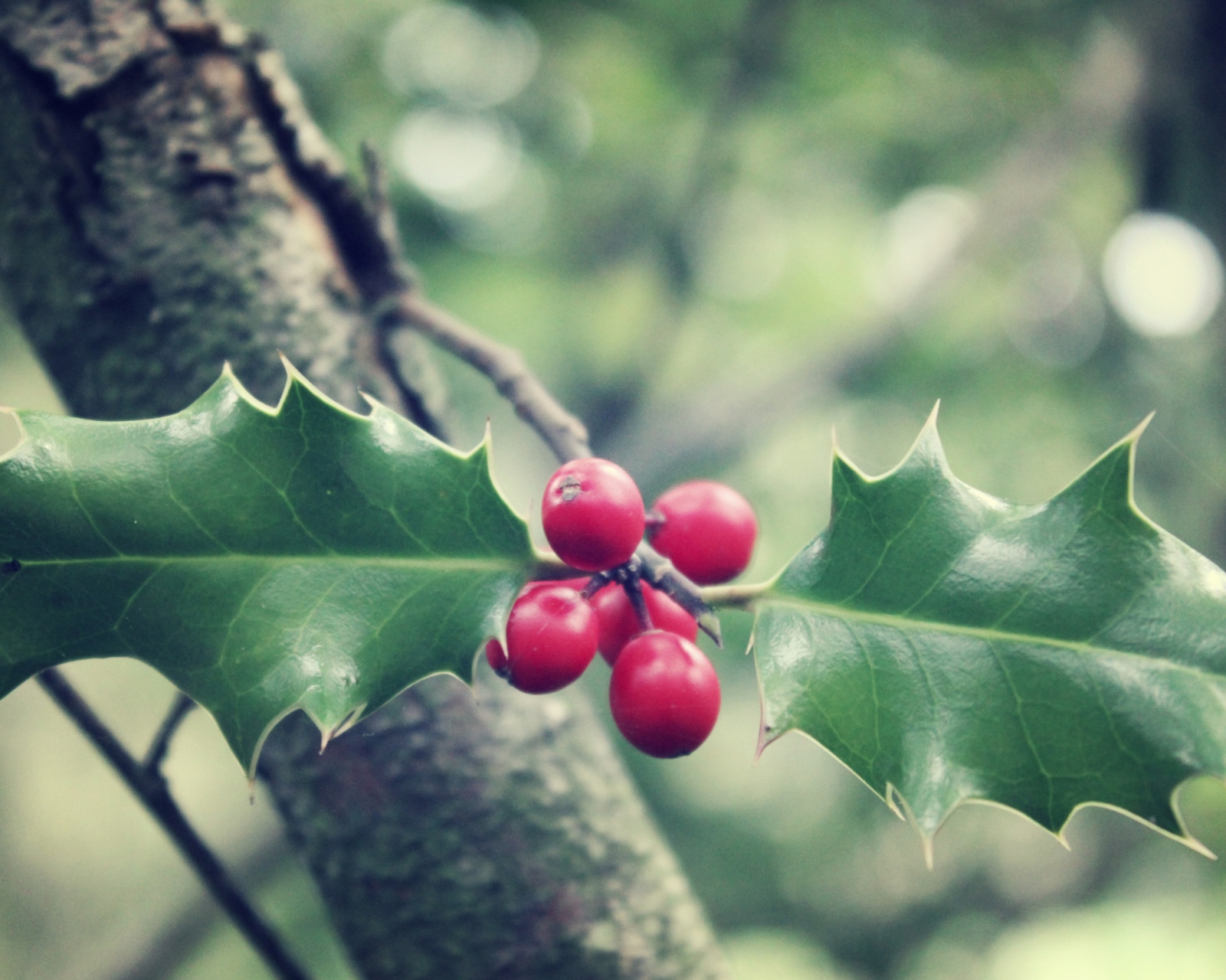 Screenshot №1 pro téma Red Berries On Tree 1600x1280