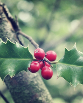 Red Berries On Tree - Obrázkek zdarma pro Nokia C7