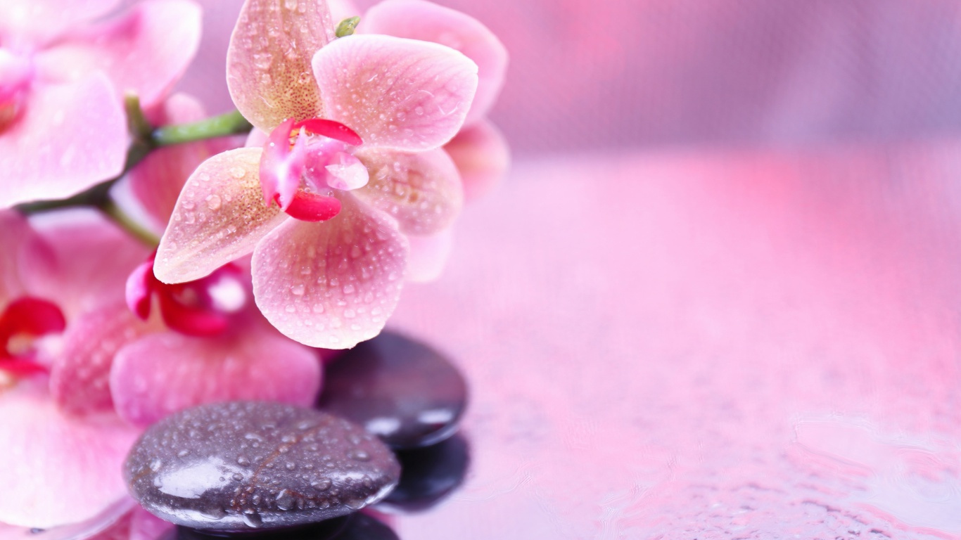 Orchid Spa wallpaper 1366x768