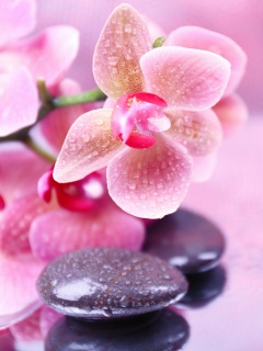 Orchid Spa wallpaper 240x320