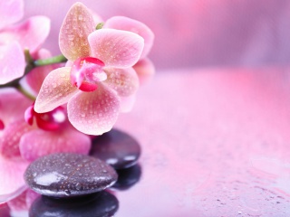 Orchid Spa wallpaper 320x240