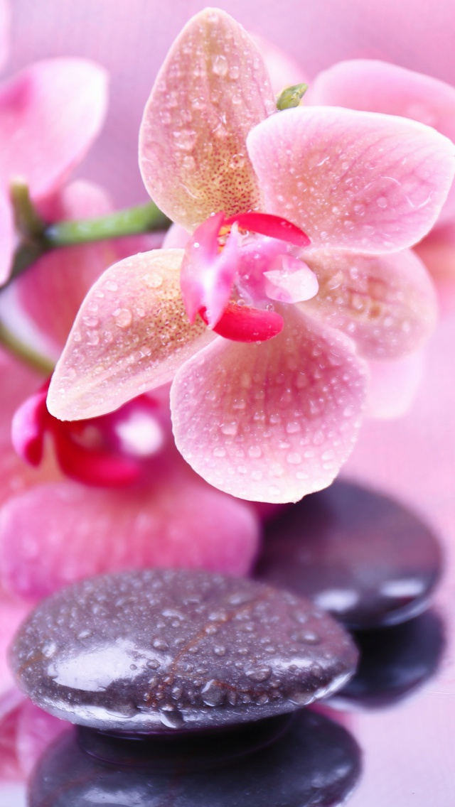 Das Orchid Spa Wallpaper 640x1136