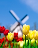Sfondi Keukenhof Holland Tulips Park 128x160