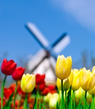 Keukenhof Holland Tulips Park - Obrázkek zdarma pro iPhone 3G