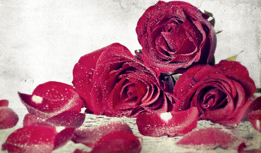 Das Roses Fresh Dew Wallpaper 1024x600