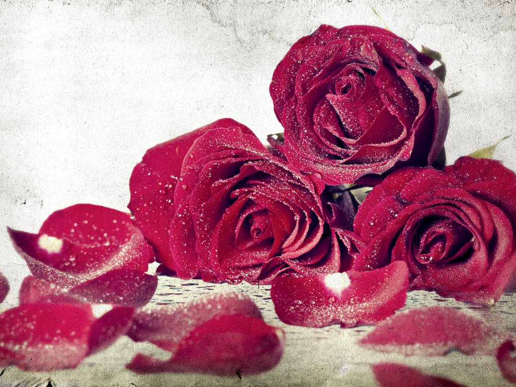 Обои Roses Fresh Dew 1024x768