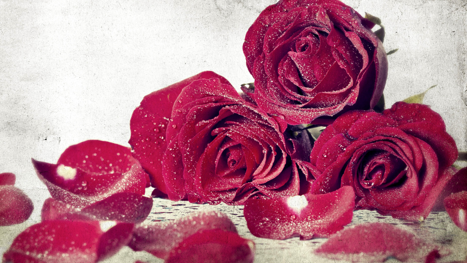 Roses Fresh Dew screenshot #1 1600x900