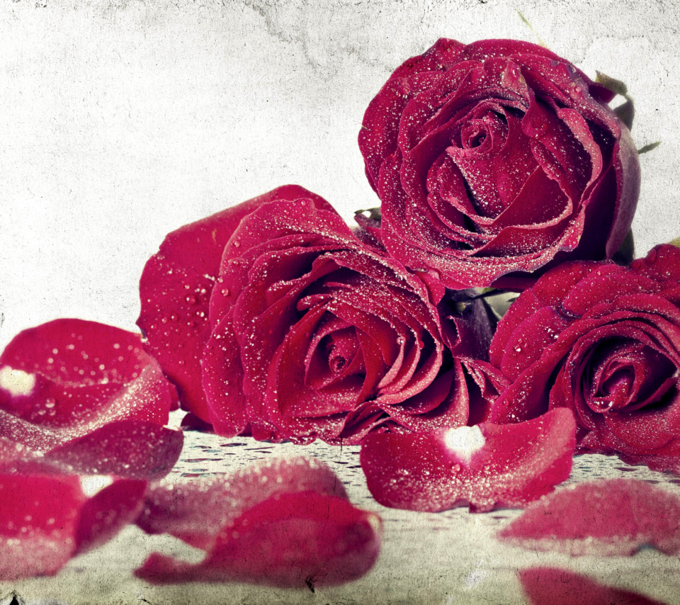 Das Roses Fresh Dew Wallpaper 960x854