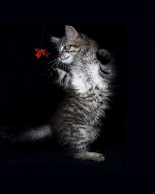 Cat Dancing - Obrázkek zdarma pro Nokia C-Series