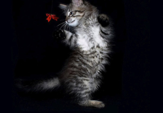 Cat Dancing - Obrázkek zdarma pro 480x400